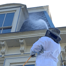 Pest Control Lower Fairfield County Ny Pest Removal Lower Fairfield County Ny